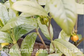 黄栀子是一味药材有护肝利胆降压止血等功效，还是一味食品调色剂