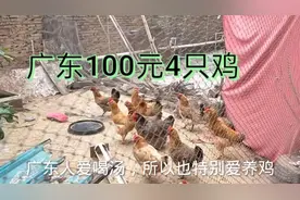 100元4只鸡，围起来养几个月成怎样了，广东农村的小生活