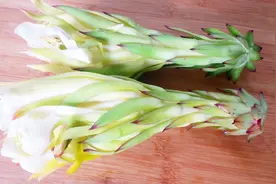 吃了这么久的火龙果，才知道火龙果花能吃，清香可口，简单易学