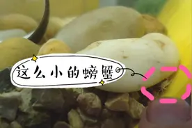 一个月前河边抓的四只螃蟹竟然生了崽！而且是白色半透明状！