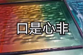 杨小壮、鹏鹏 - 口是心非视频封面