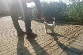 养狗的人也有猫缘？初次遇见小白猫，被不停撒娇，可爱！