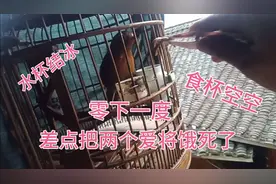 快速服笼。饥饿喂法，对生鸟很有帮助，大家可以试试视频封面