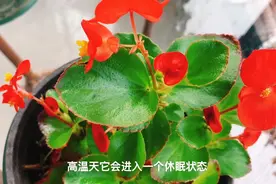 这种花夏天养护稍不注意，就会烂根，一定要管住手少浇水！视频封面