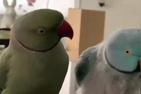 这两只鹦鹉谈情说爱，情到浓时吻脸颊，亲得啵啵响真的是羡慕