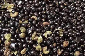 没想到花椒籽比花椒还厉害，可惜好多人都不知道视频封面