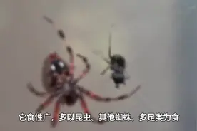 家里的蜘蛛不要随便踩死，它会原地爆炸，密密麻麻的！