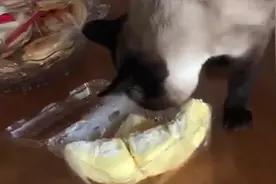 猫咪闻到榴莲的味道就蹭爪子，谁能告诉我它在干嘛？
