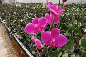 蝴蝶兰花期有多长？满天红这个品种长达三个月以上视频封面