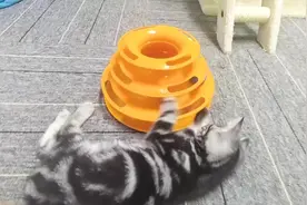 不知道大家的猫平时是怎么走路的，我家的猫咪横着走~视频封面