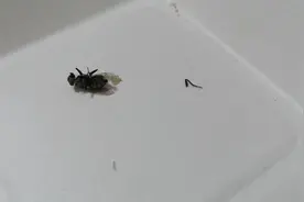 半死不活的苍蝇，居然还能生出无数蛆虫来！可怕(๑ó﹏ò๑)