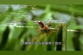 蜘蛛算是昆虫吗？原来许多人这么多年都理解错了视频封面