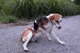 被小猴子强行认作妈妈，狗子：绝望！