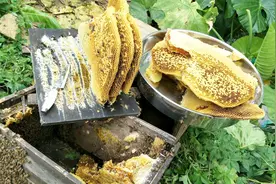 如何让野生蜜蜂跑进破旧的箱子筑巢，掌柜教大家如何制作诱蜂箱视频封面