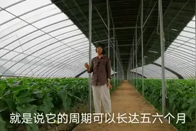 你们知道大棚蔬菜如何种植的吗？茄子用药物人工授粉，一亩产万斤视频封面
