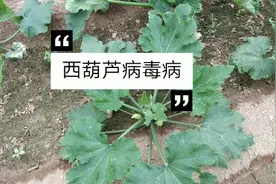 西葫芦病毒病怎么传播的，怎样预防。给大家说一下。视频封面