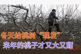 桃树冬天“理发”，这一步做好，亩产6000元不是问题视频封面
