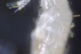 金蝉孵化，卵枝孵化，金蝉养殖技术视频之蝉蚁出壳，罕见视频！视频封面