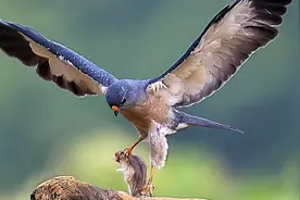 这种老鹰国内很罕见，你不想看看吗？视频封面