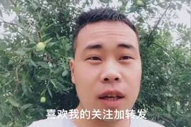 持续暴雨第五天，天空中出现大雾，大枣还没熟，已经被雾挡住了，