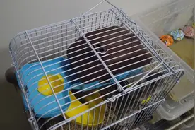 今天给仓鼠喂食，给它们喂食面包虫成虫，有一个仓鼠老是接不稳！