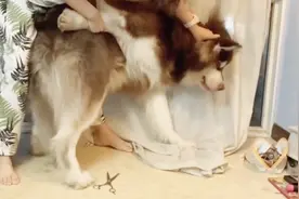 姑娘！你锁狗的姿势，我咋看着那么熟悉呢？视频封面