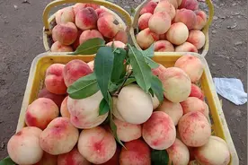 四川种桃技术员说，这种桃子是其它桃子价格两倍，这是什么品种？视频封面