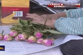 临洮：芍药鲜切花迎来销售旺季视频封面