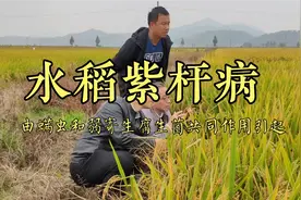 水稻病害防不胜防，三病外又有紫秆病，如何用药防治？用好两类药