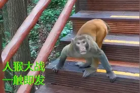 湖南张家界森林公园里的猴子真是凶猛，人猴大战一触即发，不要怂视频封面