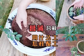 种苔藓菖蒲用什么土，怎样配土，分享10多年植蒲经验得出的配方视频封面