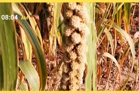 常吃的小米儿，是这样种出来的😍😍