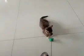 70元夜市买的小猫，陪儿子过暑假天天邻居家好多小孩来我家找猫玩视频封面