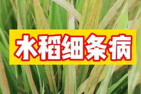 水稻细菌性条斑病，发生特点、防治方法，都在这里了