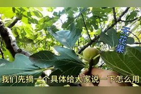 农村常见的无花果，流的白色汁液却是个宝，有瘊子的不妨了解一下