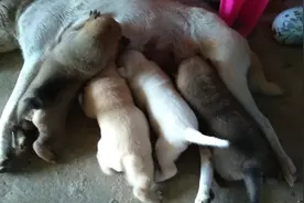 狗妈妈奶水不足，小狗使劲吸奶