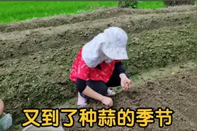 七月葱八月蒜，又到了种蒜子的季节，看看江西农村是怎么种植的？