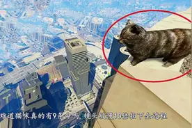 猫为什么摔不死？难道它真有九条命？镜头放慢10倍拍下全过程