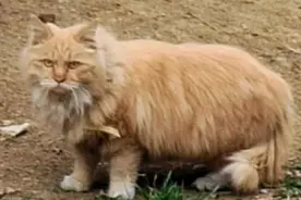 第一次抓捕胡子猫失败！！视频封面