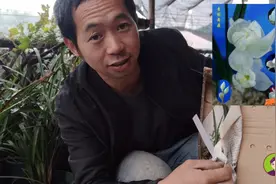网上购买一棵组培草巜素冠荷鼎》种盆里怕种不活，二哥把它种山上视频封面