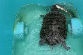 巴西龟吃活鱼
