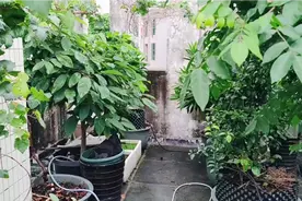 为什么楼顶种果树不怕根系破坏楼板？我们要懂得运用“气剪”原理视频封面