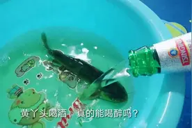 效防外国友人将鱼放在啤酒里，真的能养活吗，你猜结果怎么样？视频封面