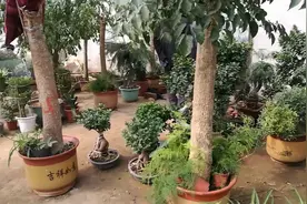 农村媳妇带大家看看村里种植大棚都有啥，千奇百怪，长见识了