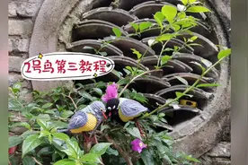 补课啦，2号鸟第三教程钩编翅膀