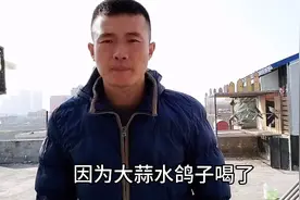 小伙一个礼拜给鸽子喝一次大蒜水，听小伙讲大蒜水对鸽子的好处视频封面