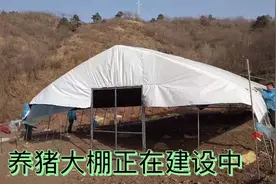 用大棚养猪不仅费用低，而且还简单安装，有想养猪的朋友们学起来视频封面