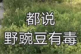 有个傻瓜吃野豌豆，只是为了试试野豌豆到底有没有毒。视频封面