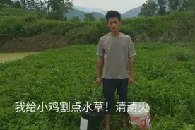 小伙割水草喂鸡！不仅可以清火，还可以降低鸡舍温度，减少灰尘