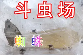 家里太多昆虫害怕？我教你怎么办